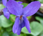 Viola odorata 'Queen Charlotte'