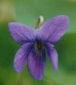 Viola odorata 'Czar' 