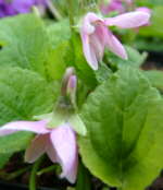 Viola odorata 'Lydia Groves'