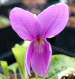 Viola odorata 'Melanie' AGM