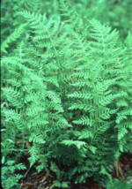 Woodsia