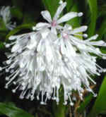 Ypsilandra thibetica 