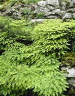 Adiantum aleuticum 'Imbricatum'