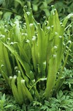 Asplenium scolopendrium AGM