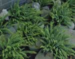 Asplenium trichomanes AGM