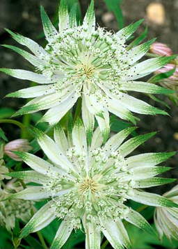 Astrantia 'Moira Reid'