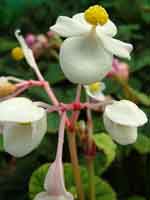 Begonia grandis 'Alba'