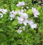 Cardamine pratensis 'Flora Pleno'