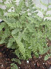 Cheilanthes tomentosa