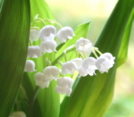 Convallaria