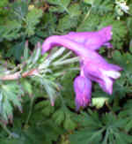 Corydalis anthriscifolia 