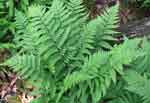 Dryopteris remota