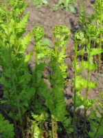 Dryopteris cristata 