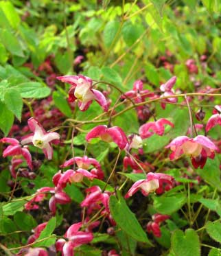 Epimedium pinnatum