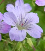 Geranium nodosum 