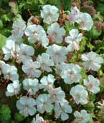 Geranium x cantabrigiense 'St Ola'