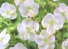 Geranium macrorrhizum 'Mount Olympus White' AGM