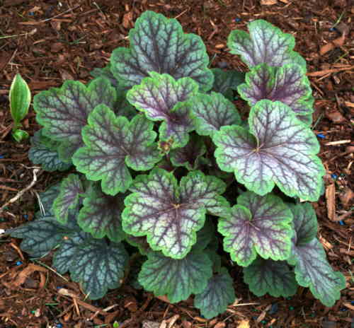 1 HEUCHERA GREEN SPICE 9CM EVERGREEN
