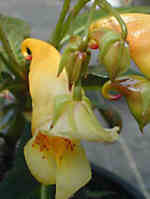 Impatiens omieana 