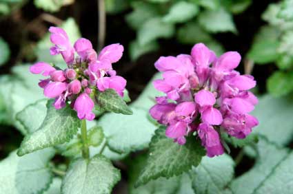 Lamium maculatum 'Red Nancy'