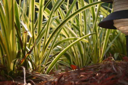 Liriope 'Gold Band'
