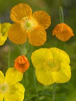 Meconopsis cambrica