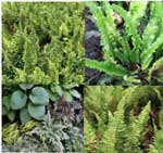  4 x Small ornamental ferns for a shady trough or rock garden