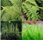 4 x Ferns to plant beside a pond or in moist soil