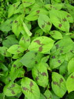 Persicaria virginiana 'Lance Corporal'