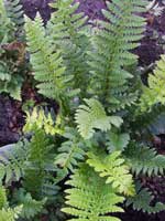 Polystichum aculeatum AGM 