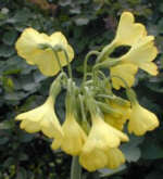 Primula - Late Spring-Summer flowering