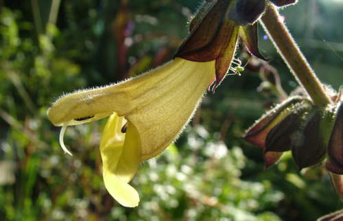 Salvia omeiana 'Crug Thundercloud'