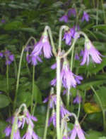 Soldanella