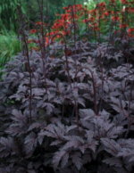 Actaea simplex 'Brunette' AGM
