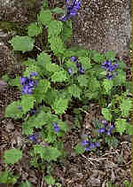 Ajuga incisa 'Blue Enigma'  
