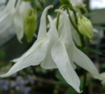 Aquilegia vulgaris 'Munstead White'