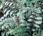 Athyrium niponicum 'Regal Red' AGM