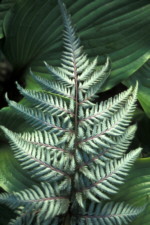 Athyrium niponicum 'Silver Falls' AGM