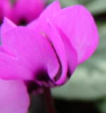 SPECIAL OFFER: Cyclamen coum AGM x 7