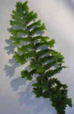 1. Native ferns for a wildlife garden 