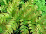 5. Evergreen ferns for pots or shady borders