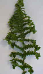 Dryopteris filix-mas 'Parsley' 