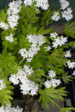 Galium odoratum 
