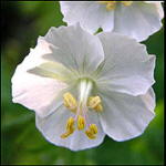 Geranium phaeum 'Album'