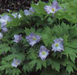 Glaucidium palmatum