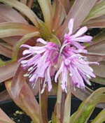Heloniopsis orientalis 