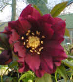 Helleborus