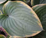 Hosta -  A to J Cultivars
