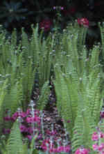 3. Ferns to plant beside a pond or in moist soil