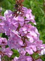 Phlox maculata 'Alpha' AGM 
